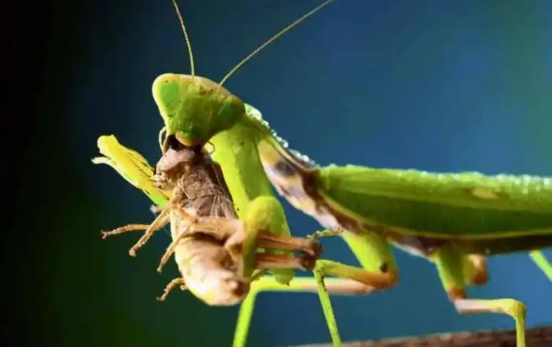 全球最残忍的昆虫之一,能捕食蛇鼠和鸟类,进食过程堪比凌迟_螳螂_发展
