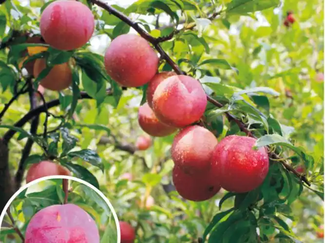 前卫红李 - 李子树苗-树苗品种 - 河南省郑果红生态农业有限责任公司