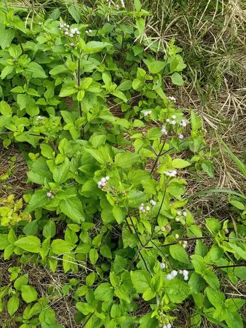 江西孔目江国家湿地公园:藿香蓟