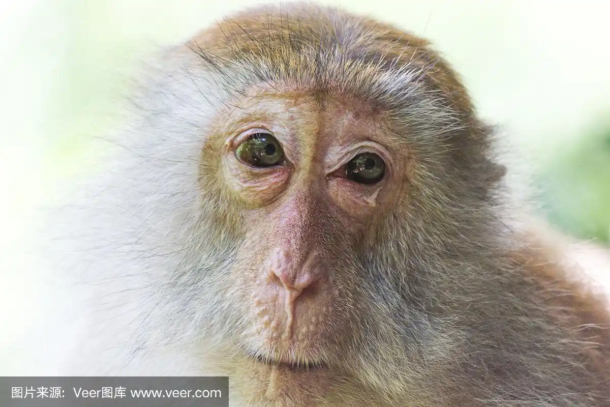 猴子脸的感觉