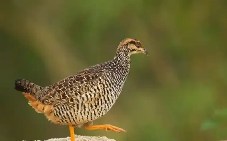 鹧鸪读音是什么