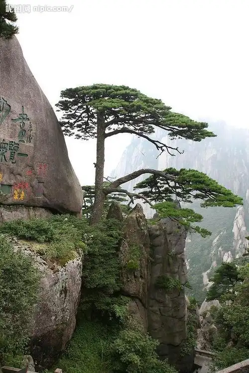 嘿!黄山迎客松在这里和大家打招呼啦!