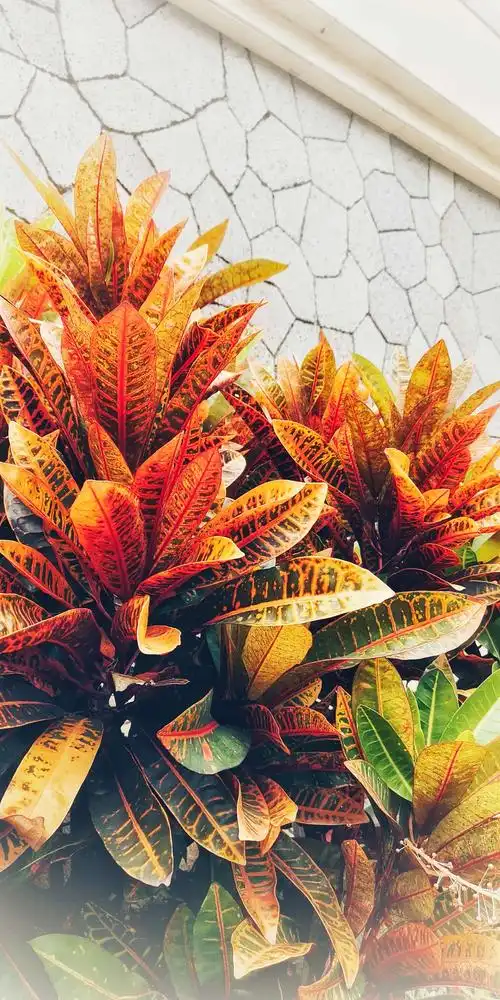 热带植物变叶木