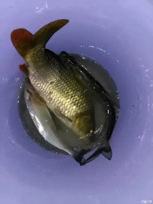 最莫名其妙的一次夜钓中鱼 自制饵料钓翘嘴