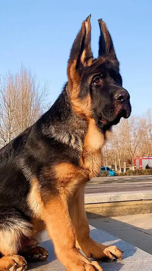 稳重了 #大型犬  #锤系德牧  #锤系德牧幼犬  #德牧