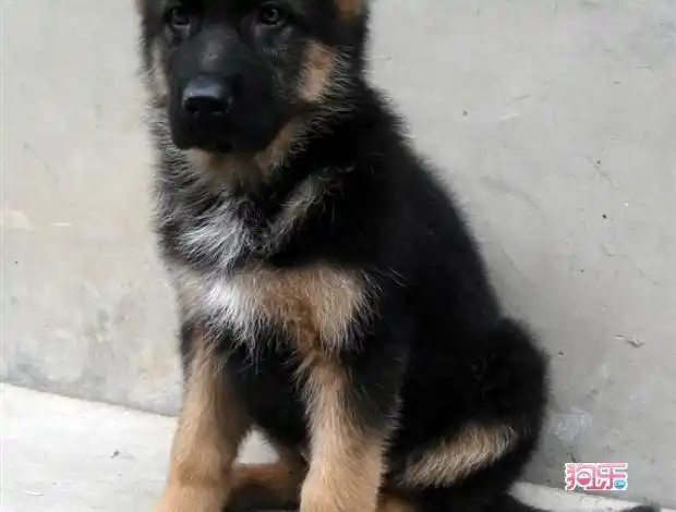 我们出售的幼犬犬龄一般为50天——90天,每种幼犬我们