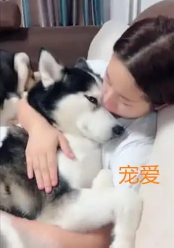 二哈被女主人抱在怀里,表情十分享受:这搞得我都不好意思拆家了