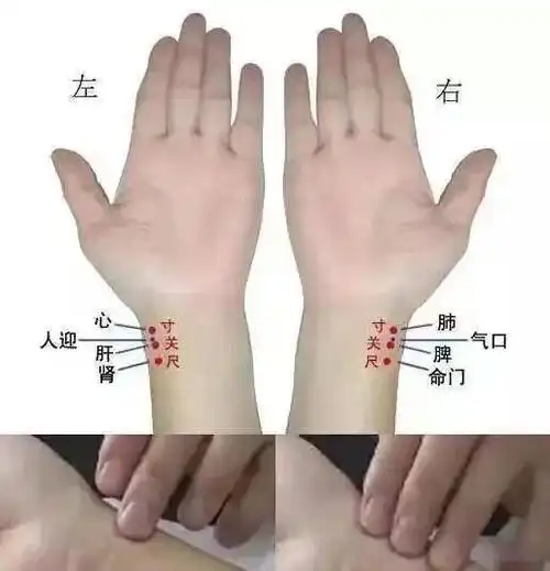 寸口脉法示意图