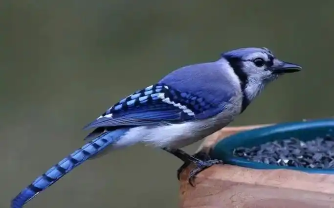 十种漂亮的蓝色鸟类