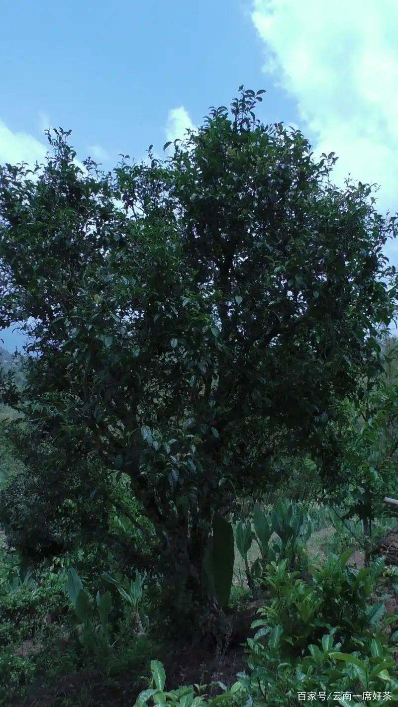 普洱茶单株古树茶树展示(一)
