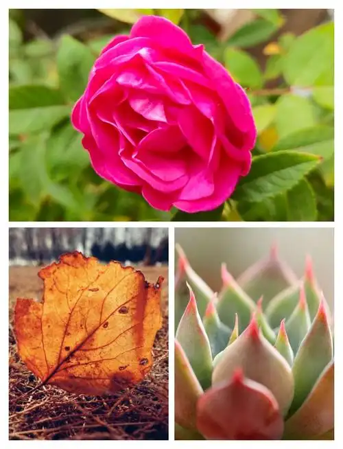 景别的划分,一般可分为五种,由近至远分别为特写(指人体肩部以上)