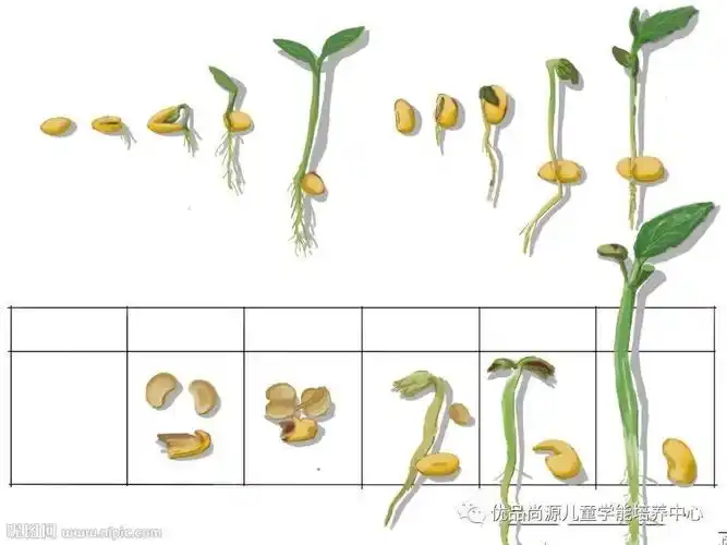 优源幼儿好书推荐豆芽君加油