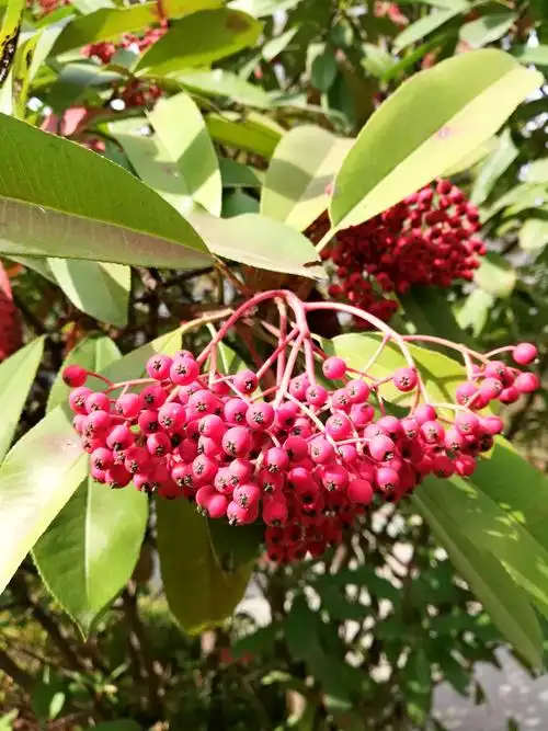 火红的石楠树果实手机随拍