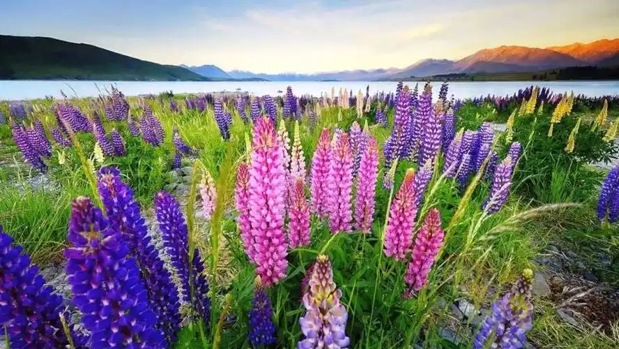 【出境游】新西兰 —— 鲁冰花盛开季 • 刷爆朋友圈 ~!