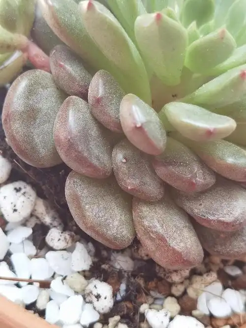 救命多肉晒一天晒伤了怎么办