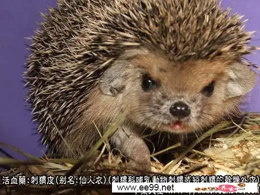 刺猬皮图片_刺猬皮的功效与作用-中药大全