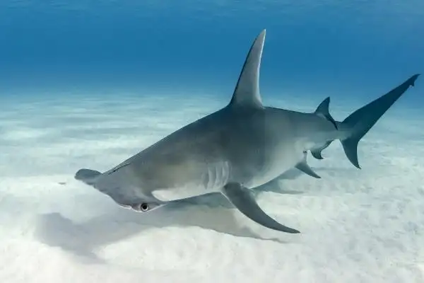 双髻鲨:脑袋呈现锤头状/眼睛距离1米宽(拥有360度视野)