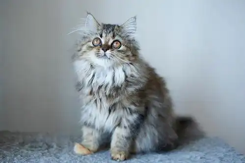 长毛猫,所以引进国外顶级血统,专注繁育甜美可爱的苏格兰高地折耳和立