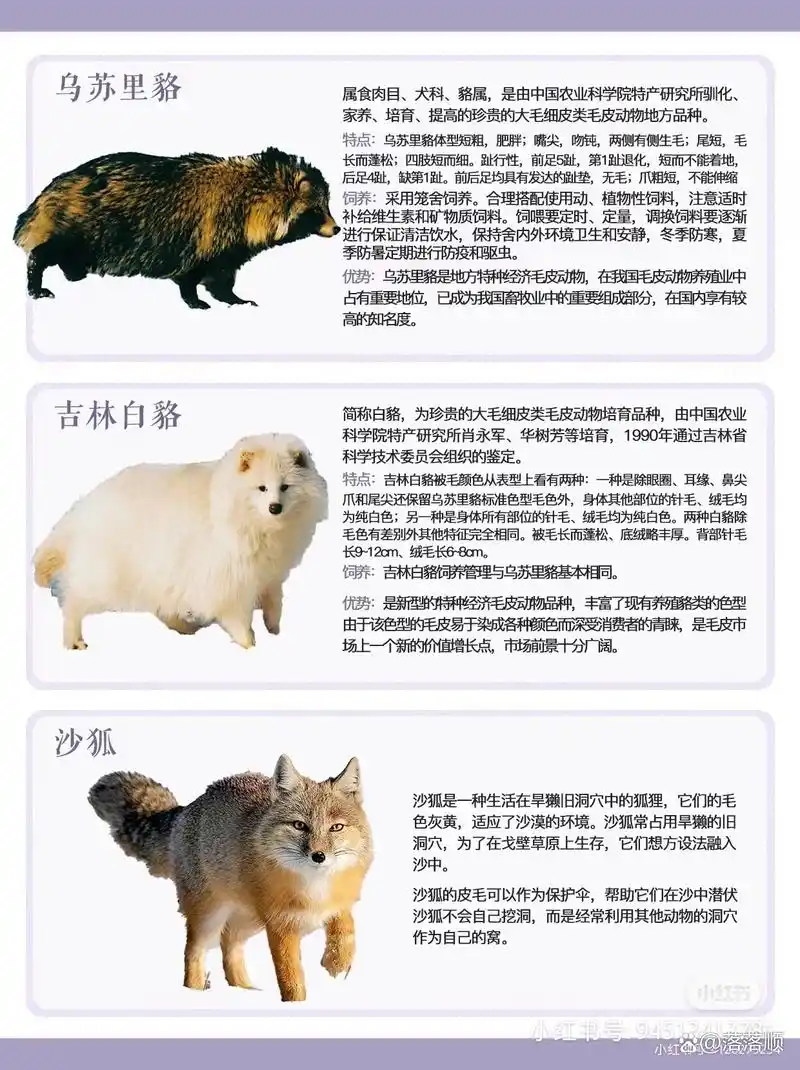 常见狐狸种类图鉴