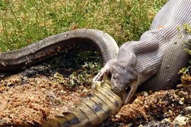 巨鳄大战巨蟒澳洲橄榄蟒吞吃淡水鳄死亡缠绕完胜死亡翻滚