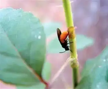 路过蔷薇三节叶蜂