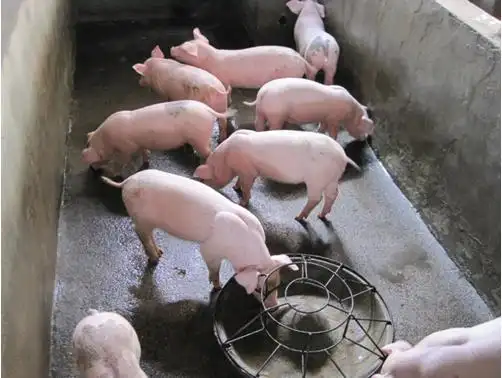 扬翔动保帮你构建猪场生物防护新盾牌