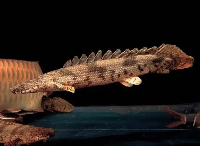 虎斑恐龙王登陆济宁了