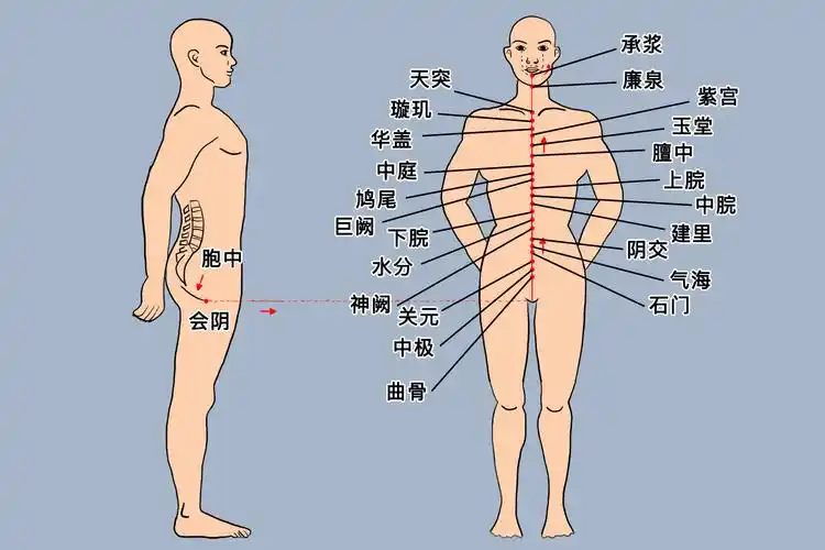 女性任督二脉的准确位置图_有来医生
