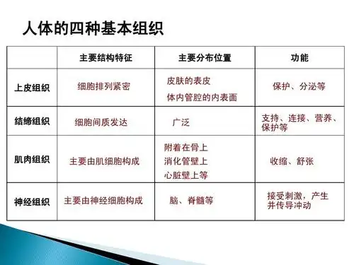 人体的四种基本组织 主要结构特征 上皮组织 主要分布位置 皮肤的表皮
