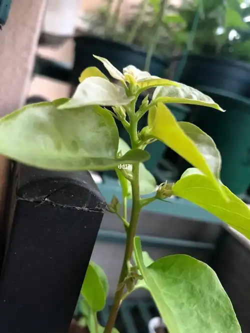 三角梅长花苞了