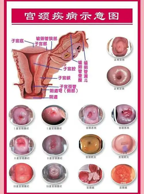 肖凤兰微女王407公司董事长的美篇