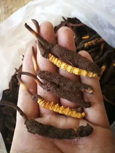 新鲜虫草的上市季,到底是吃鲜虫草好还是干虫草好?(图7)