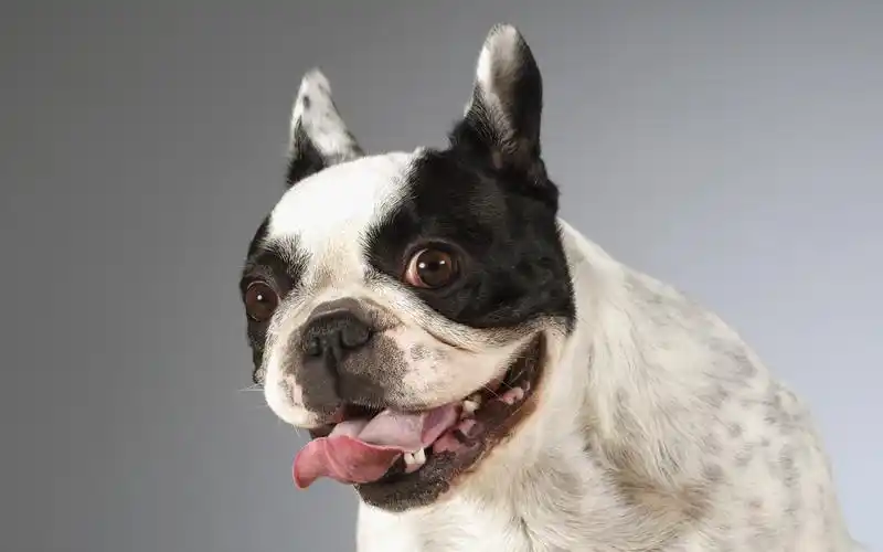 高清晰小狗写真