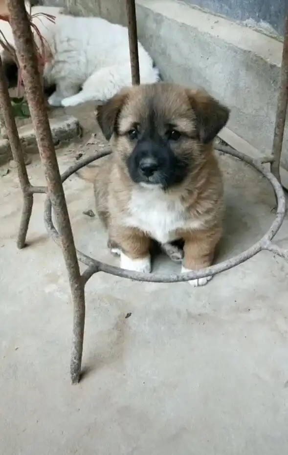 小土狗被放在铁圈里腿短走不出小可怜要懵圈了