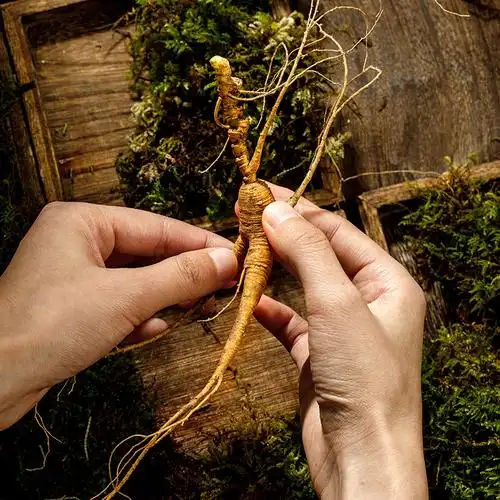 宜样野山参新鲜18~20年人参长白山野山参正宗东北林下参籽参顺丰