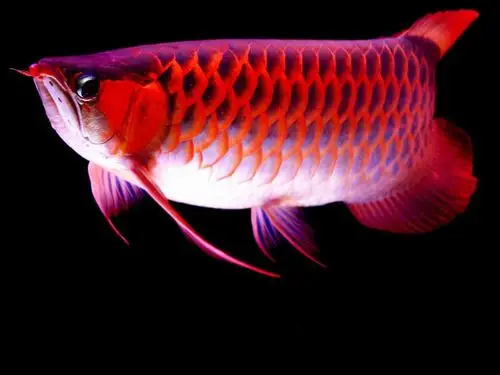 鱼类活化石龙鱼