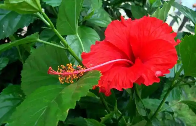 供应朱槿苗和七彩扶桑苗广西园林站