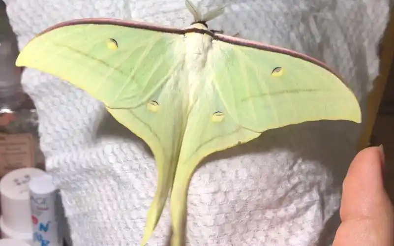 大扑棱蛾子你在b站看吃播的蛾子终于羽化了