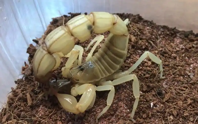 【黄肥尾蝎】a属最肥尾巴,极品黄肥尾喂食【台湾鹿角锹形虫】图片过于