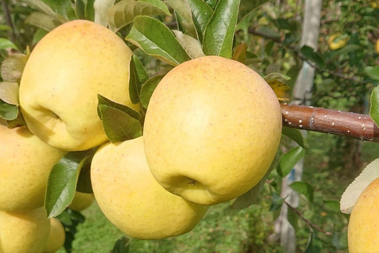 三是贮藏性好,与金冠苹果相比较,维纳斯苹果长久贮藏后果肉一般不会发