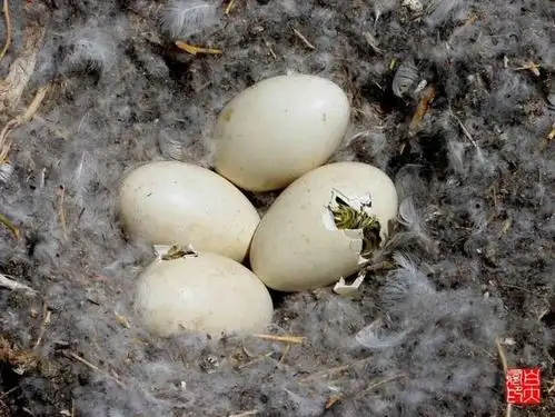 春游时女儿捡回家一个蛋让母鸭孵出思前想后最终报了警