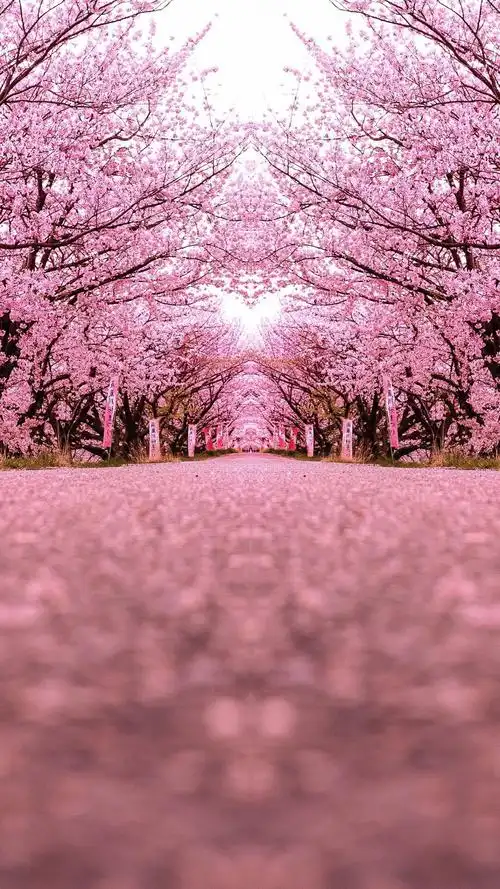 粉色浪漫樱花唯美高清手机壁纸