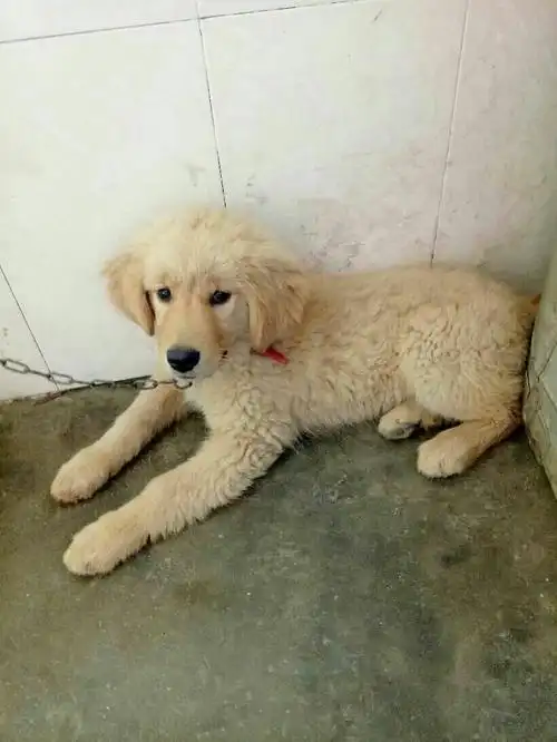 这是什么杂交金毛啊?好长的好搞笑