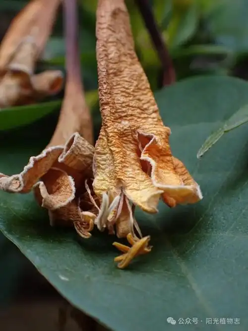 炮仗藤的桔大橘大利