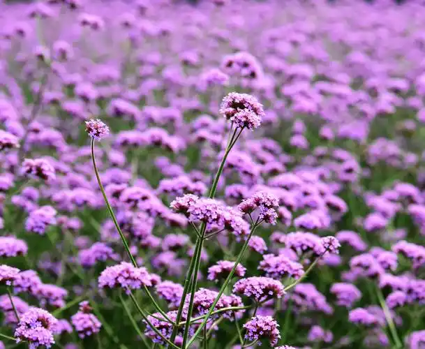 【森林公园马鞭草花园颂】