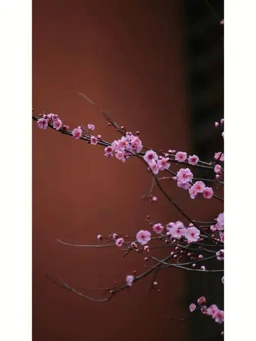 梅花初落疏疏雨