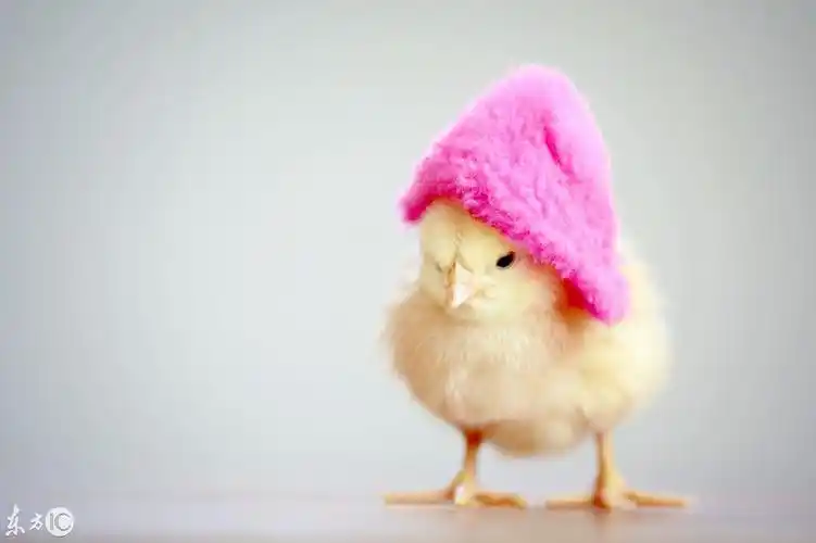 带帽子的萌萌哒小鸡,简直被萌到了,太可爱了