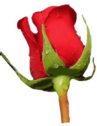 1尺寸:1265*1092下载png带水珠玫瑰花下载png下载:1尺寸:998*949下载