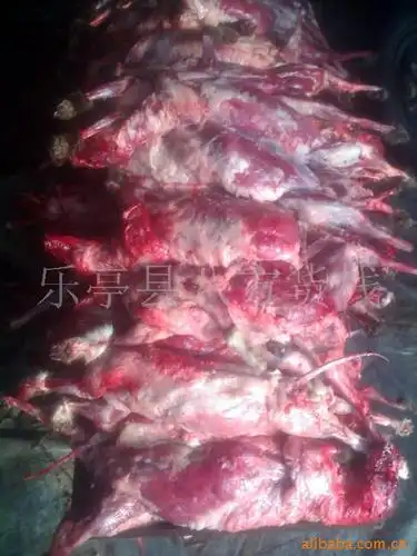 批发貉子肉狐狸肉