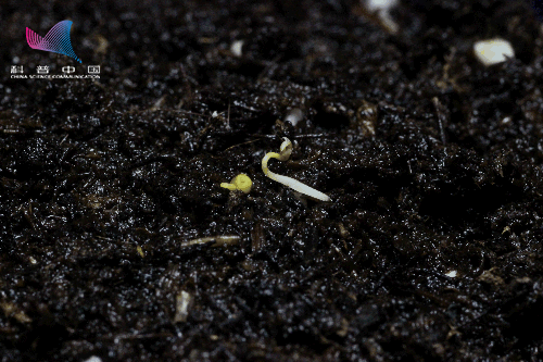 没有根叶也能疯狂生长,南方菟丝子有多神奇?_中国科普博览_知道日报_